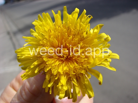 dandelion